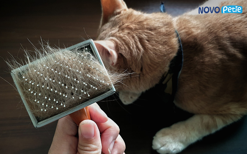 Lông chó mèo là một trong những tác nhân gây viêm mũi dị ứng